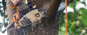 Best Tree Disease Treatment  in Beaver, OK