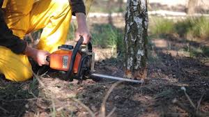 Best Tree and Shrub Care  in Beaver, OK