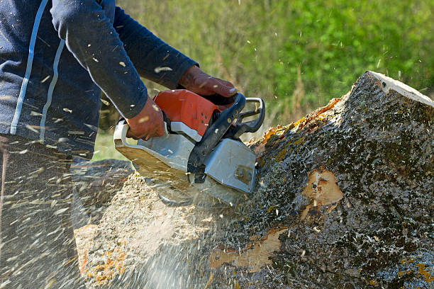 How Our Tree Care Process Works  in  Beaver, OK