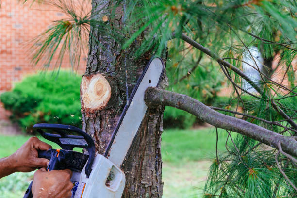 Best Fruit Tree Pruning  in Beaver, OK